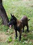Femela Ciobanesc belgian Malinois cu pedigree