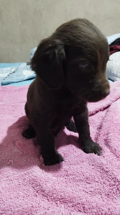 Kuchik sotiladi spanel