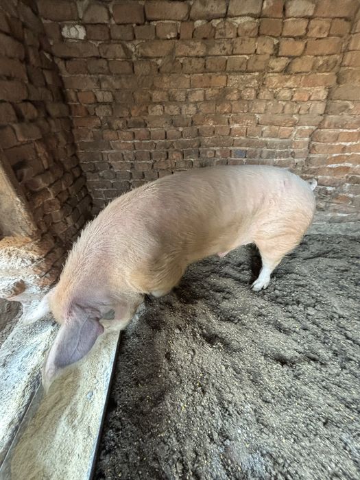 Продава се нерез