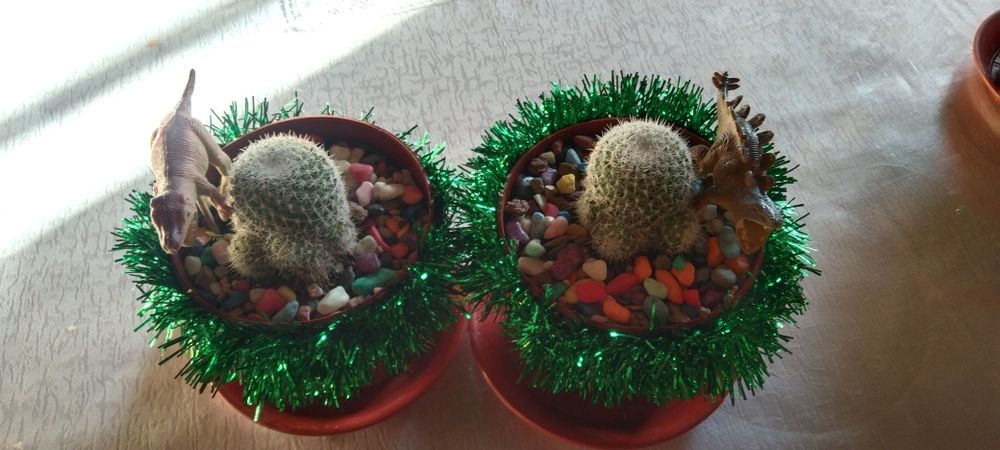 Кактусы новогодние подарки