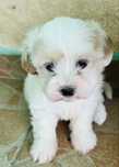 catel bichon disponibil