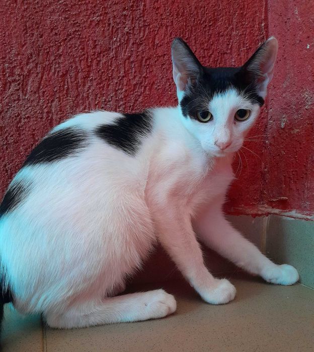 Adoptie motan castrat alb Zian