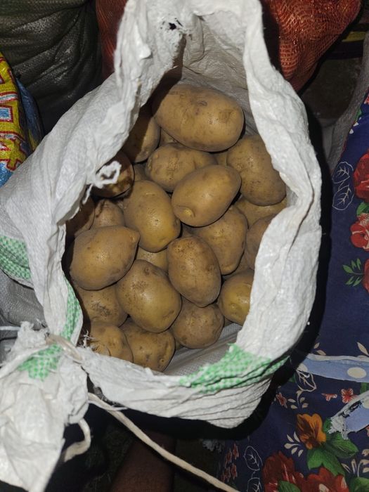 Продам Картошку Гала