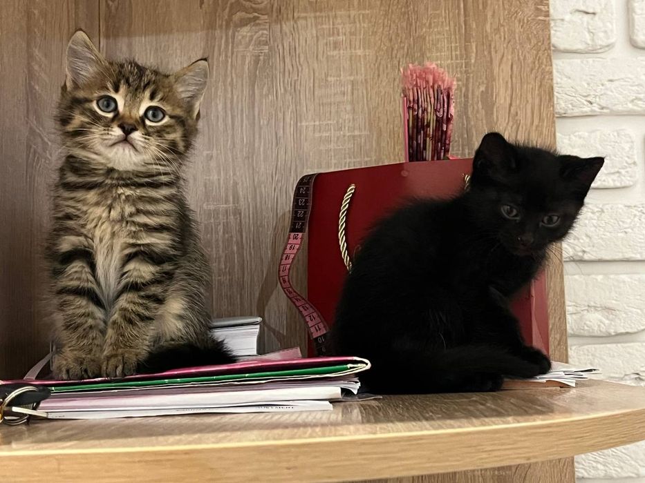 Марғаулар. Котята.