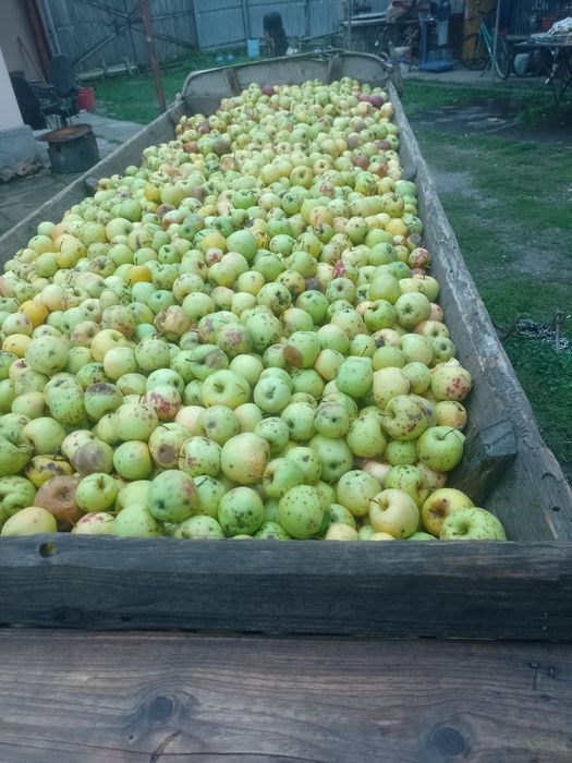 Mere de vanzare pt țuică suc