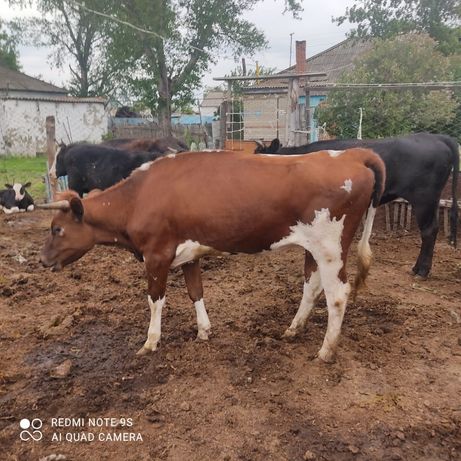 Продам скот в Карабалыкском районе