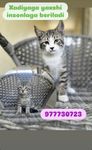 Бесплатно отдам котят