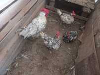 Perechi hamburg si cocos wyandote gsg