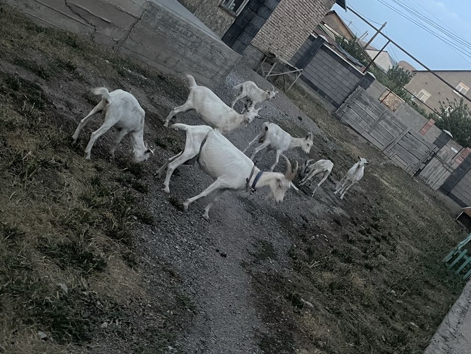 Сауынды ешки сатылады