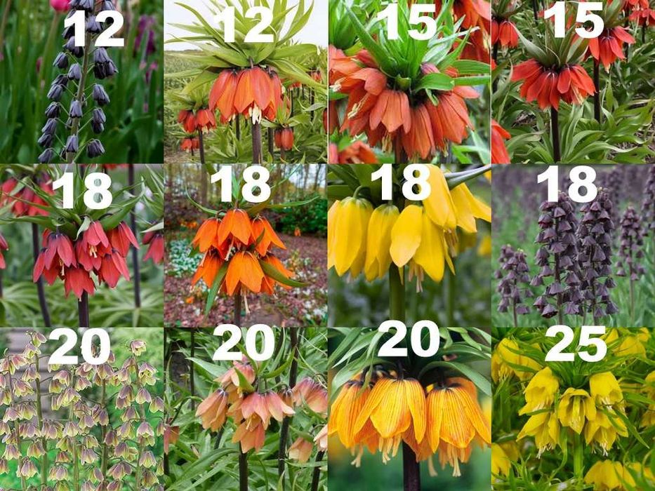 Fritillaria - floarea Pastelui diferite soiuri