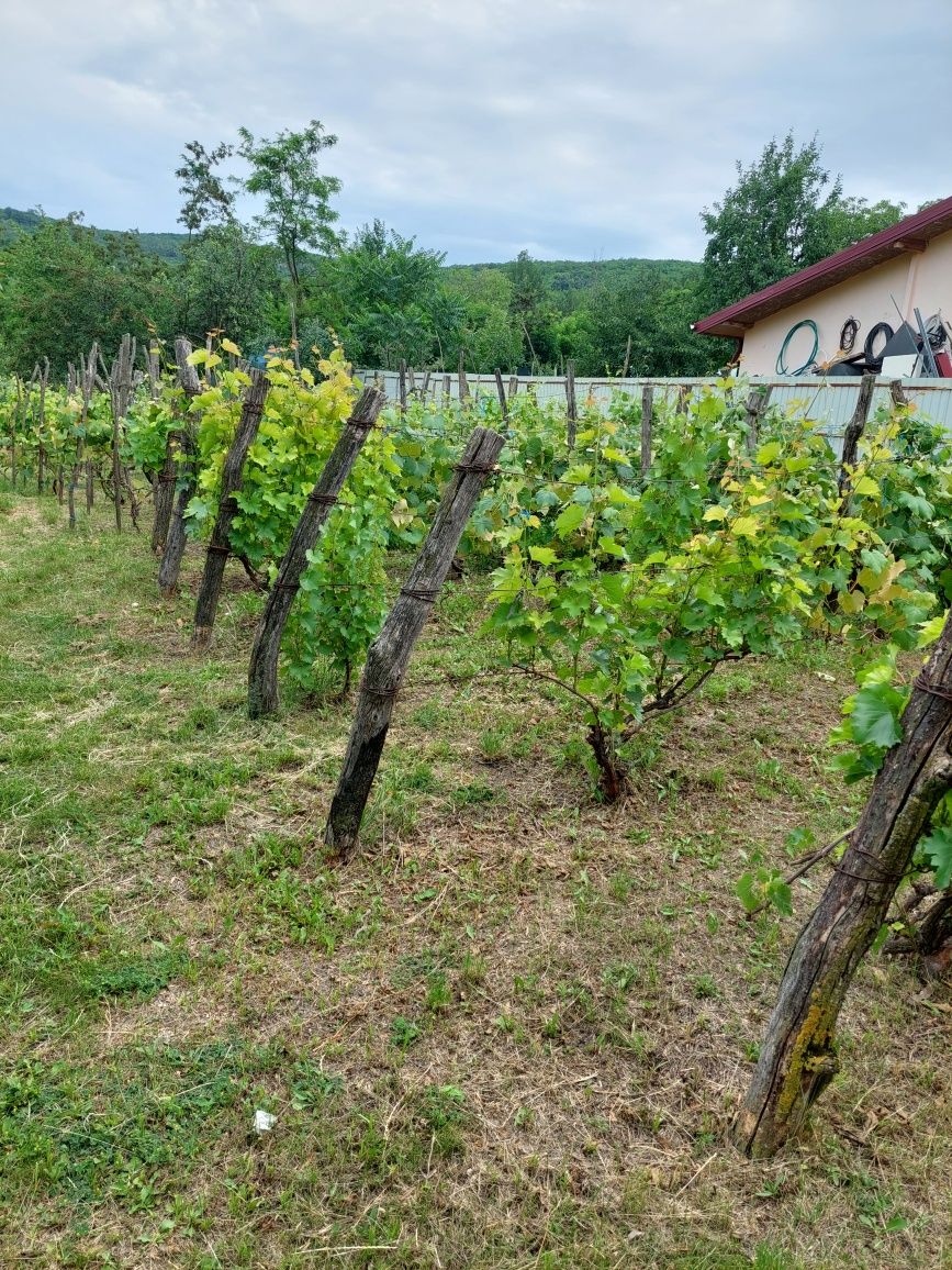 Casă de vânzare Hilița-Costuleni
