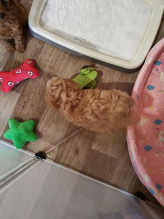 Mini/toy poodle Мини/той момченца