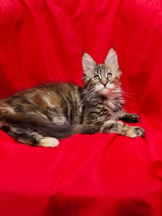 Мейн кун девочка