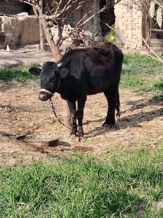 Сигир сотилади. Согиладиган