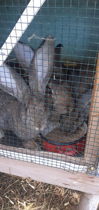 Vând sau schimb cu orice urias german varsta 5luni doar masculi