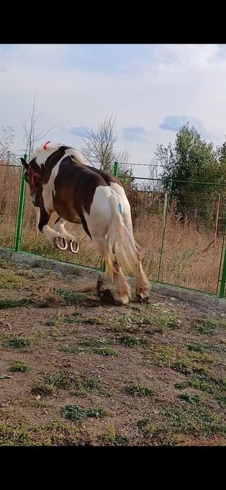 Vând cal, vârstă 6 ani