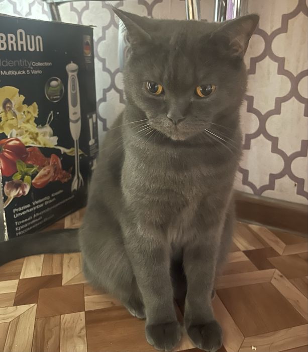 Кот домашний, британец короткошерстный, кострирован