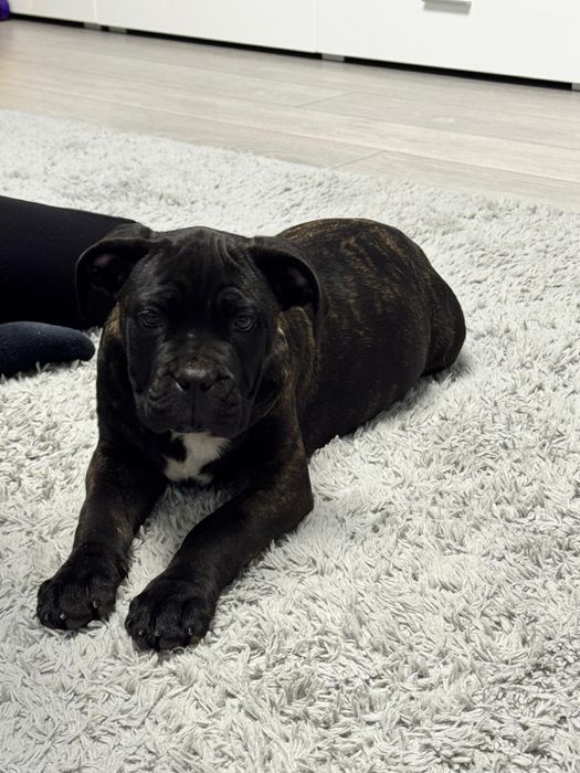 Cane corso cu pedigree!!