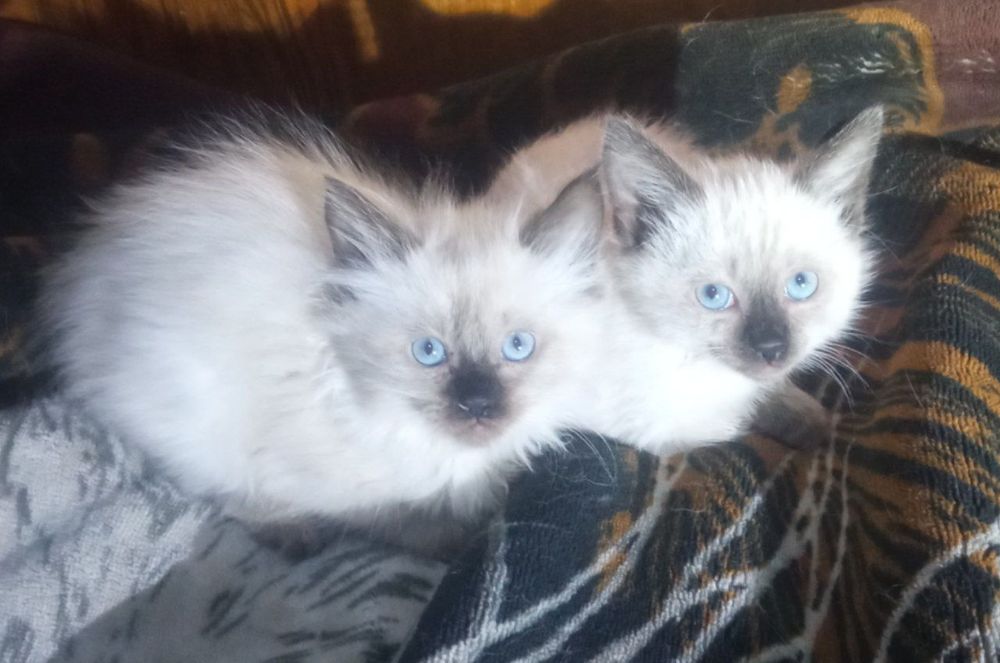 Сиамские котята.