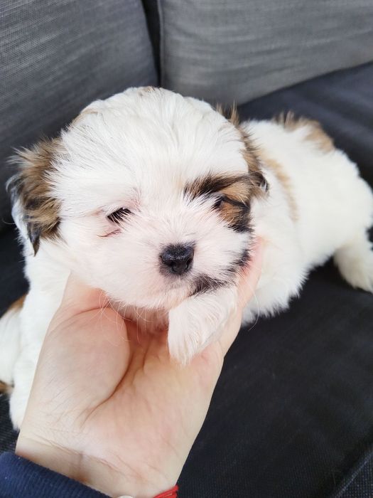 Ши тцу момченца и момиченца