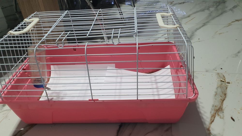 Cuscă porcusori de guineea ,hamster.