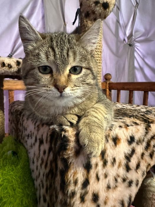 Отдам в надежные руки