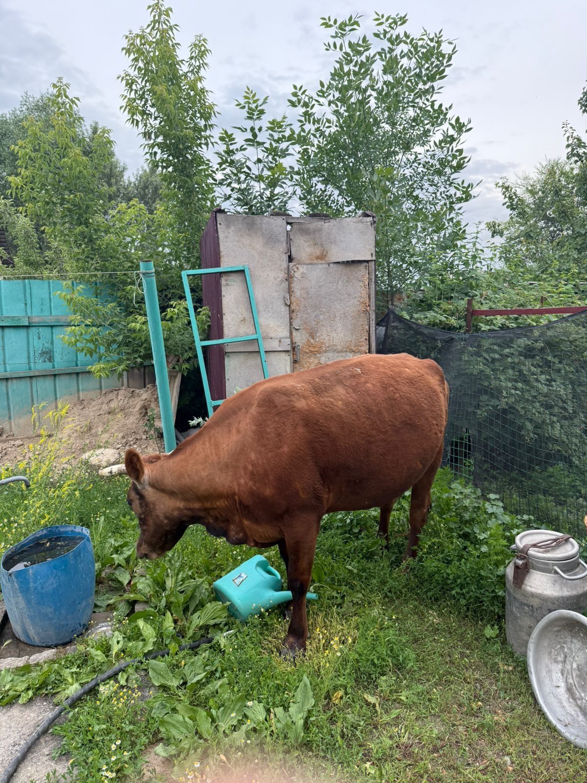 Сиыр сатамын торт жасар