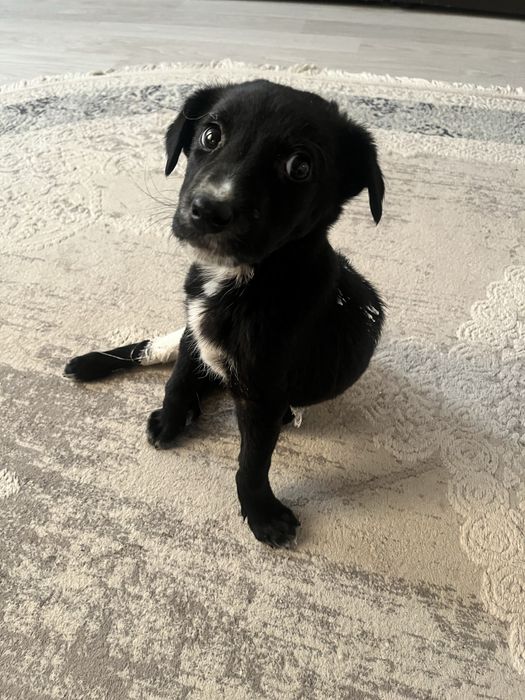 Отдам щенка в хорошие руки