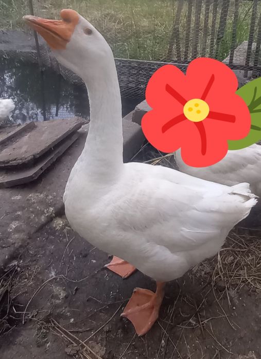 Продам гусака и гусыню