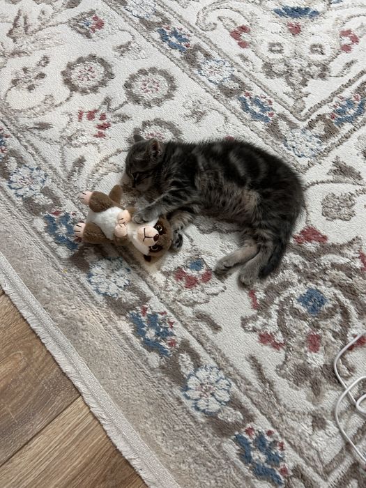 Шотладский прямоухий