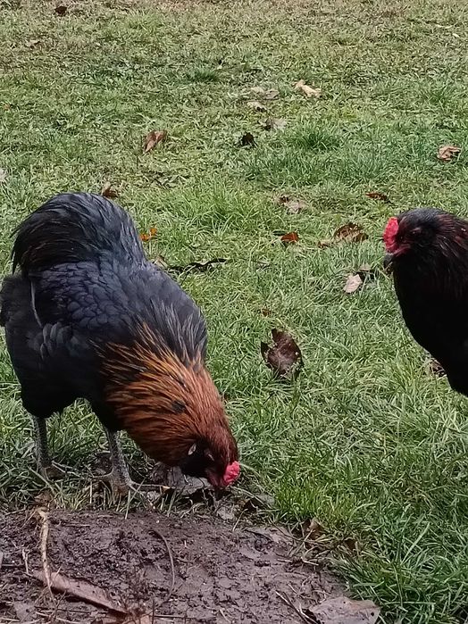 Cocoși Araucana din 2025 de vânzare