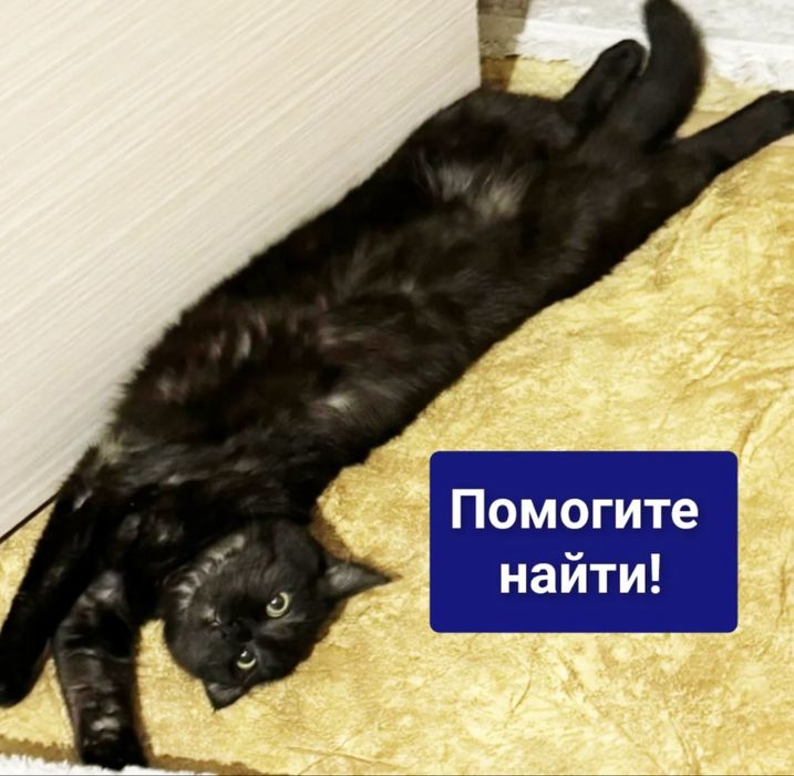 Потерялась кошка!