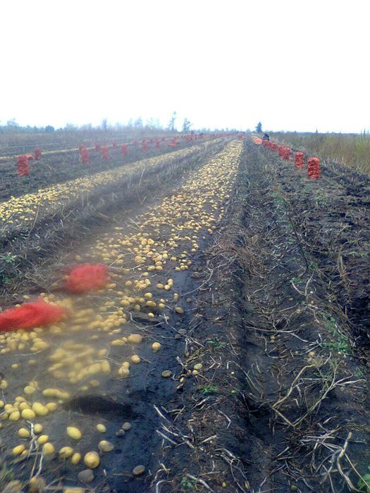 Семенной картофель