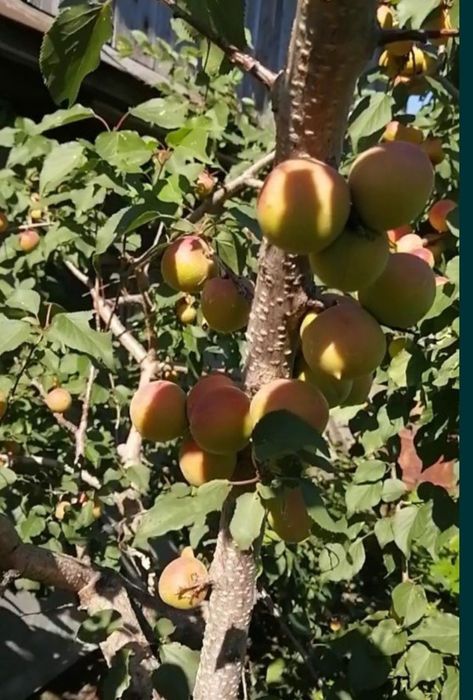 Продам саженцы абрикосов. Местные, морозостойкие