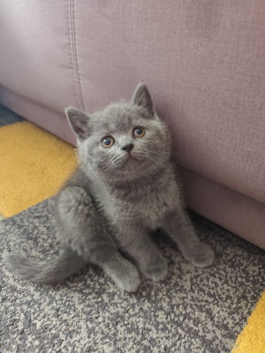 Puiut pisica british