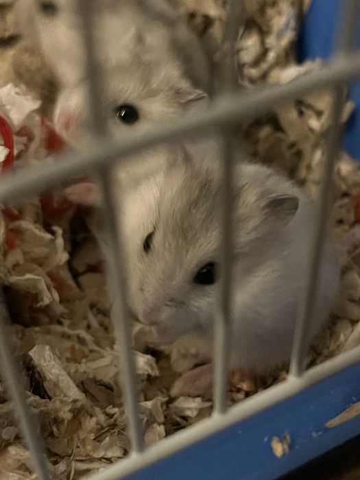 Puii de hamster