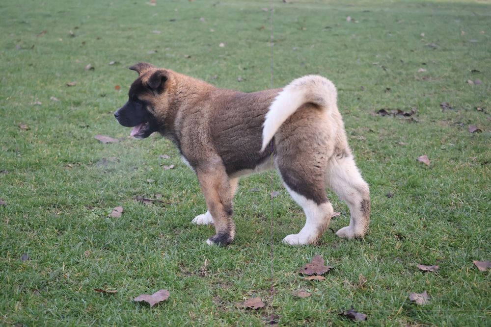 American akita pedigree tip A