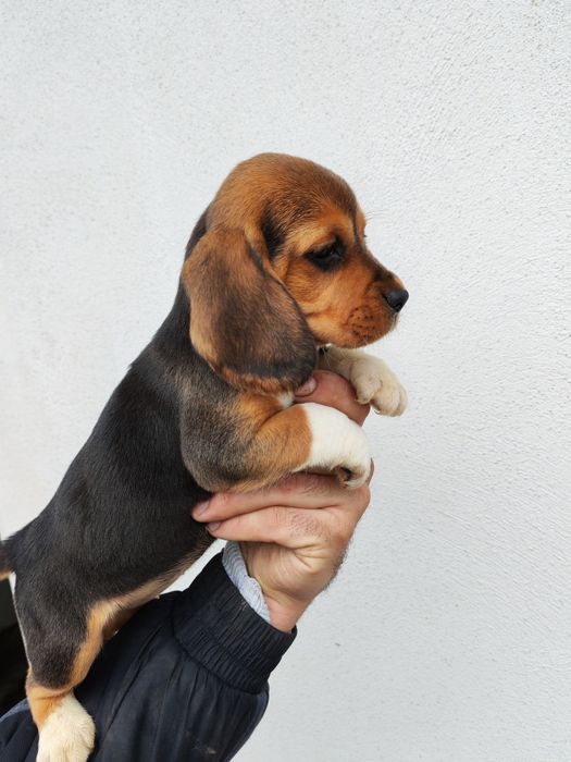 Puiuț beagle rasa pura