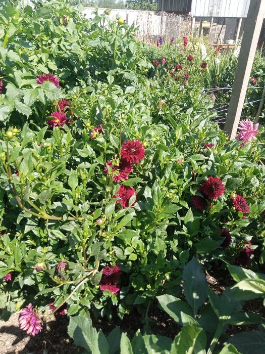 Продам кусты георгинов