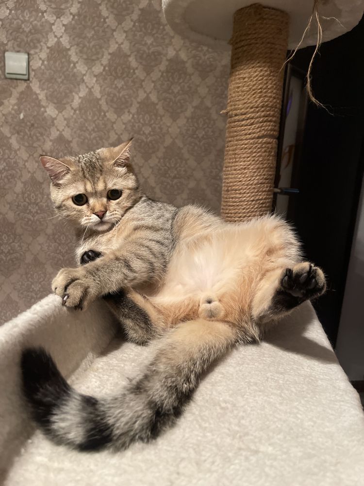 Шикраный Кот Британец