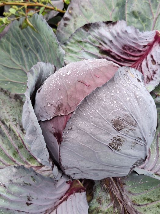 Varza alba,varza rosie