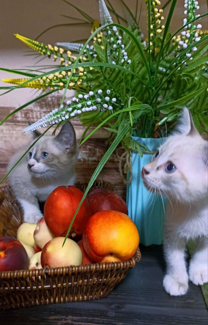 Продам сиамских котят
