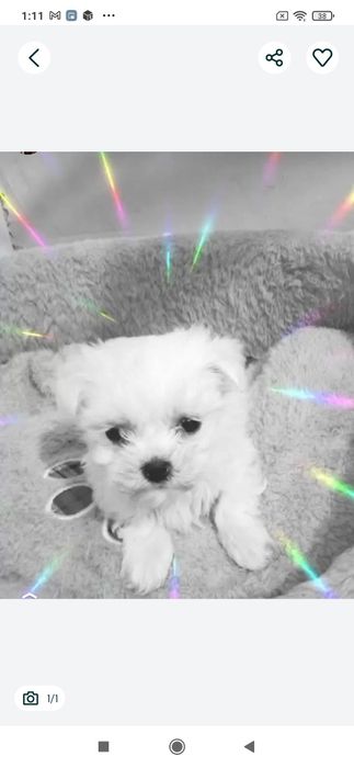 Cadoul perfect bichon
