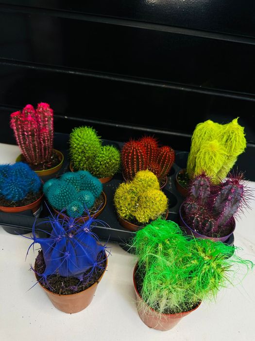 Комнатные растения.