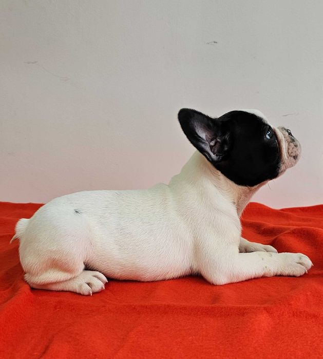 Mascul bulldog rancez