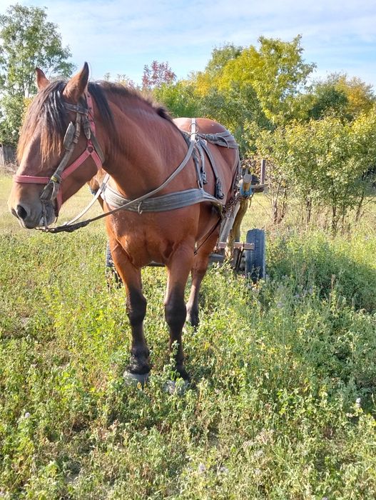 Vînd iapa de 7 ani gestanta de 7 luni