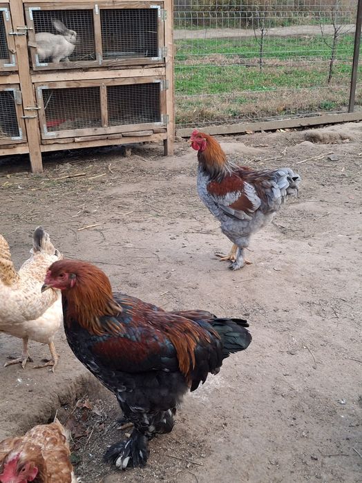 Cocosi brahma de vanzare