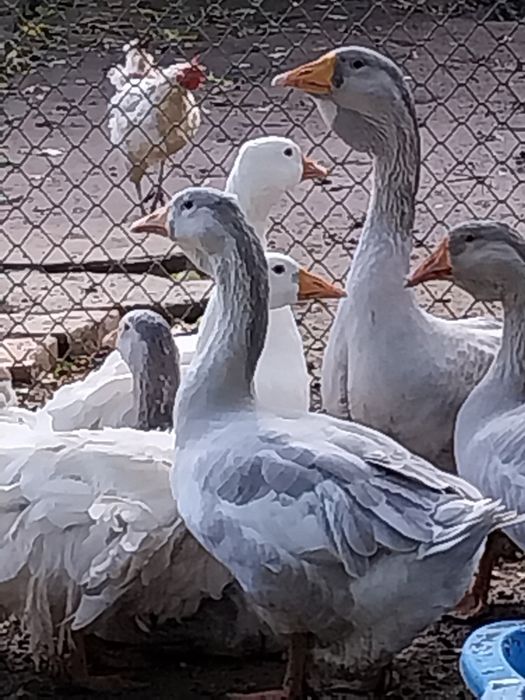 Gascan românesc/holmogor