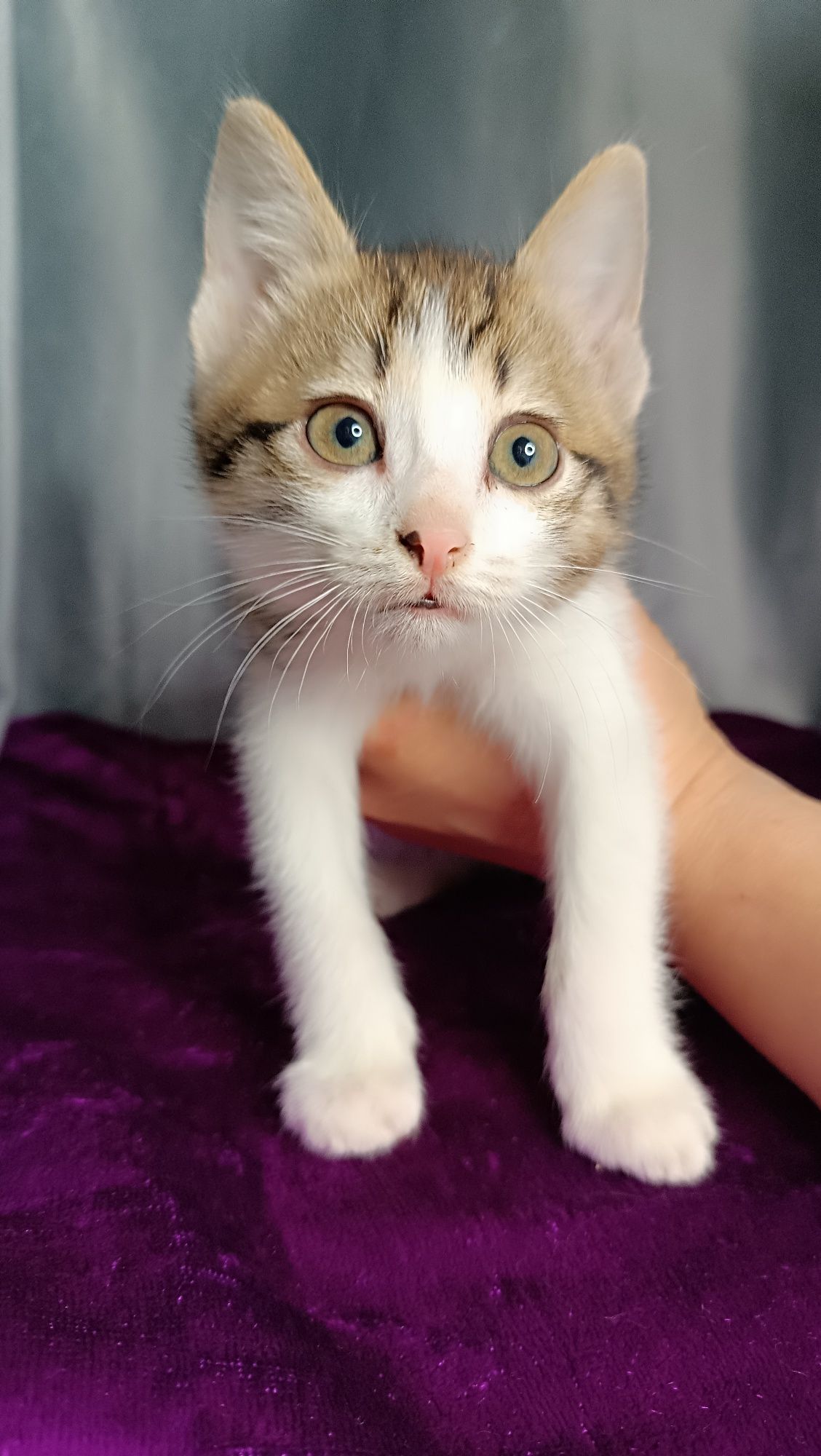 Котенок  девочка в добрые руки