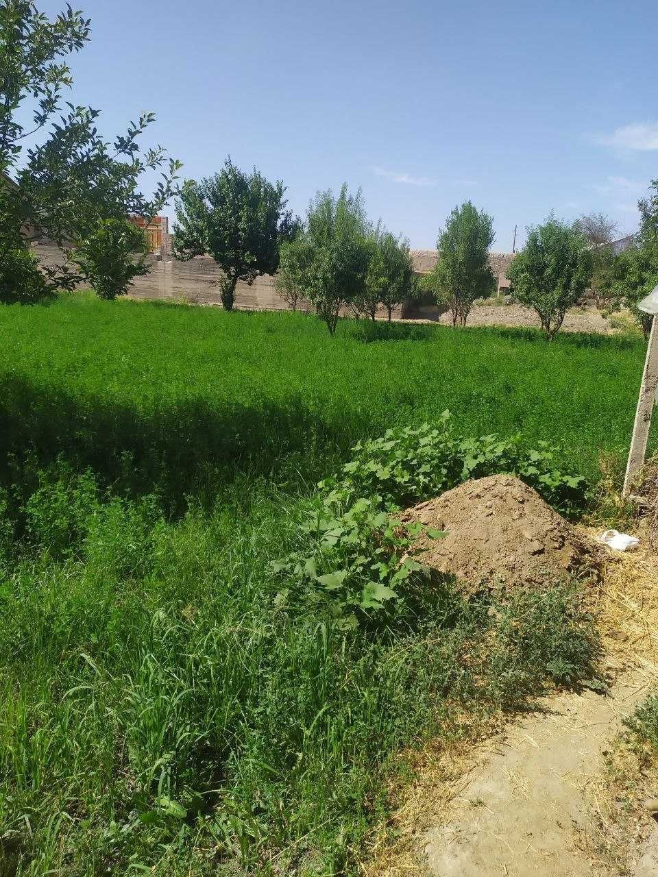 Uchastka sotiladi srochno. Narxi kelishtrib bervoriladi